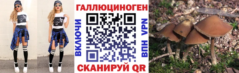 как найти   Мураши  Галлюциногенные грибы Psilocybe 